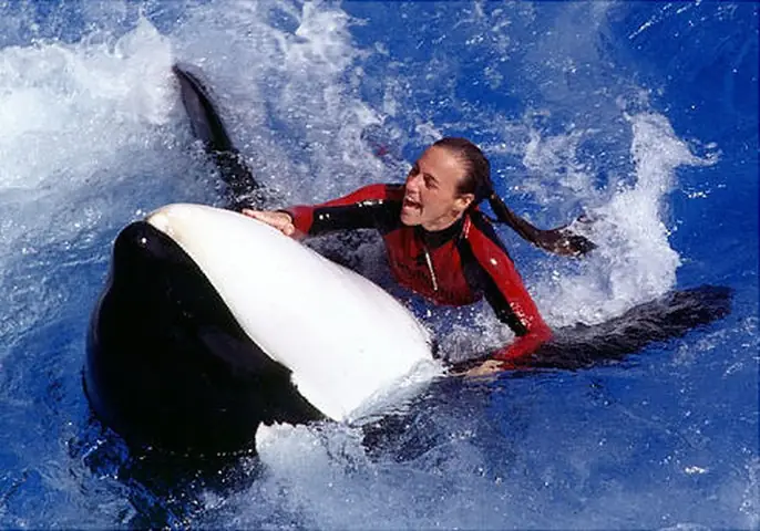 Bi Kịch Nữ Huấn Luyện Viên Chết Trong Hàm 'học Trò' Cá Voi Sát Thủ ...