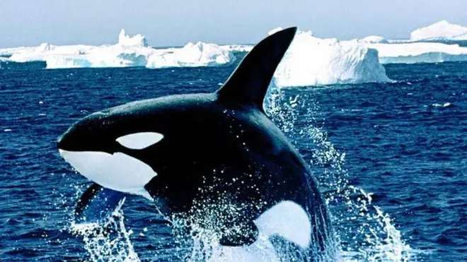 Cá Voi Sát Thủ Và Cá Mập Trắng: Ai Mới Là Hung Thần Biển Cả?