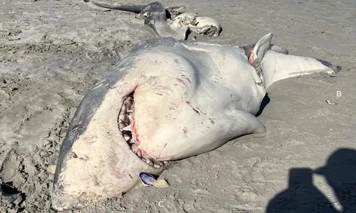 Cá Voi Sát Thủ Tàn Sát Cá Mập Trắng - Báo Vnexpress