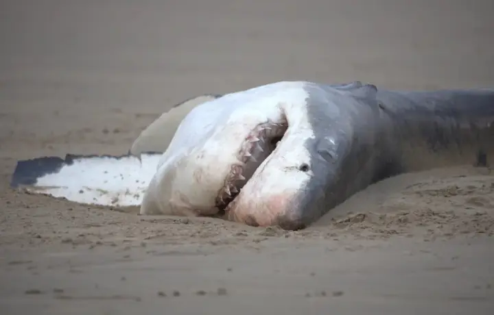 Cá Voi Sát Thủ Đơn Độc Đoạt Mạng Cá Mập Trắng Trong Hai Phút