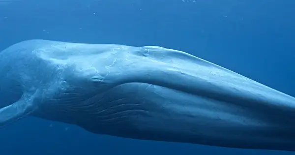 Động Vật Lớn Nhất, Nặng Nhất, Cao Nhất... Thế Giới