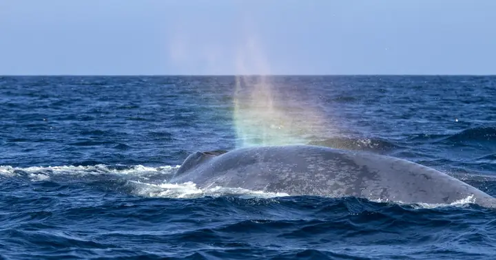Cá Voi Xanh Phun Nước Như Thế Nào? | Báo Giáo Dục Và Thời Đại ...