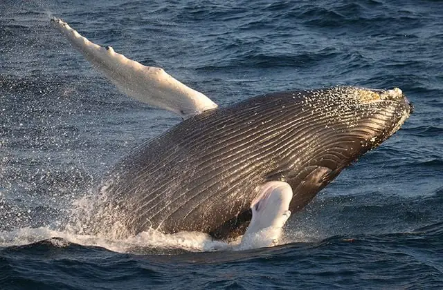 Ngắm Cá Voi Xanh Ở San Diego - Trải Nghiệm™ Thành Phố