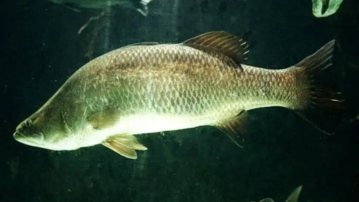 Khái Niệm Và Tên Gọi Khác