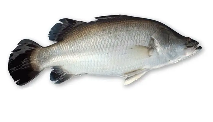 Chế Biến Và Ẩm Thực