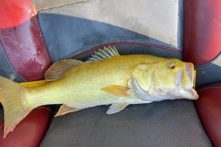 Phát Hiện Con Cá Vược Miệng Rộng Có Màu Quý Hiếm Tại Mỹ