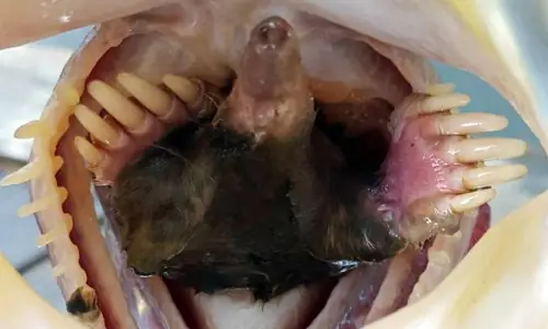 Cá Vược Miệng Rộng Chén Nguyên Con Chuột Chũi - Báo Vnexpress