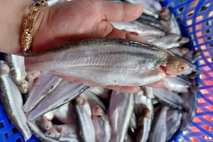 Cá Xác Sọc Là Gì Và Có Nguồn Gốc Từ Đâu? Các Món Ăn Ngon Hấp ...