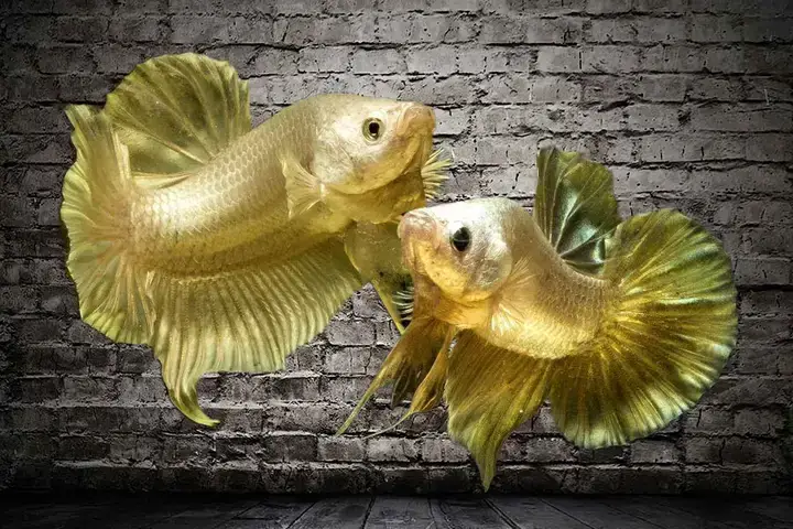 Trại Cá Xiêm Đá: Hướng Dẫn Toàn Tập Từ A-z - Công Viên Thủ Lệ ...