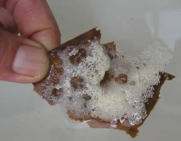 Cá Xiêm Đẻ Trứng: Hướng Dẫn Toàn Tập Về Sinh Sản Và Chăm Sóc Cá Bét