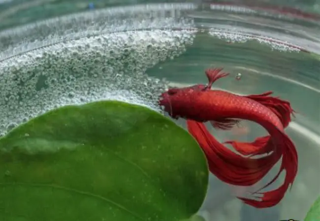 Cá Xiêm Nhả Bọt: Dấu Hiệu Sức Khỏe Hay Hành Vi Tự Nhiên Của Cá Cảnh?