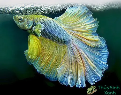 Cá Xiêm Nhả Bọt: Dấu Hiệu Sức Khỏe Hay Hành Vi Tự Nhiên Của Cá Cảnh?