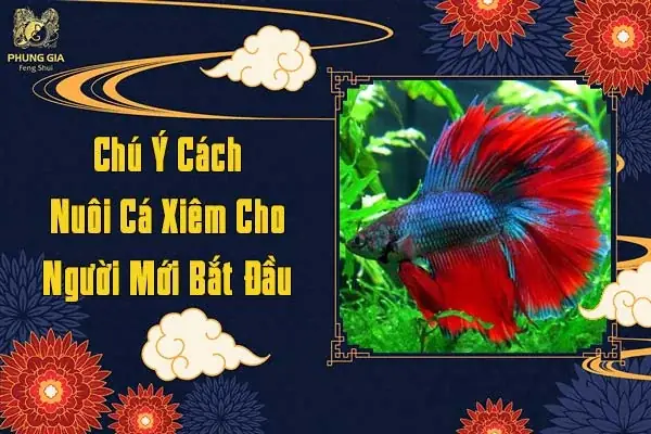 Chú Ý Cách Nuôi Cá Xiêm Cho Người Mới Bắt Đầu