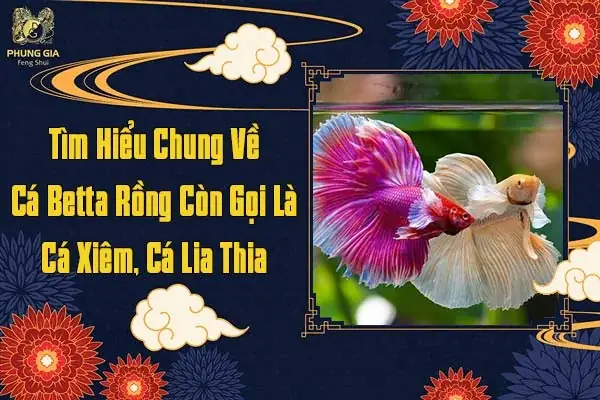 Tìm Hiểu Chung Về Cá Betta Rồng Còn Gọi Là Cá Xiêm, Cá Lia Thia