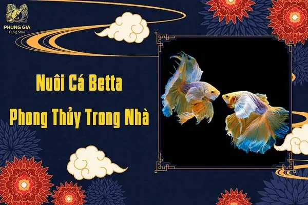 Nuôi Cá Betta Phong Thủy Trong Nhà