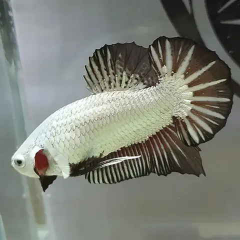 Cá Xiêm Rồng Đen