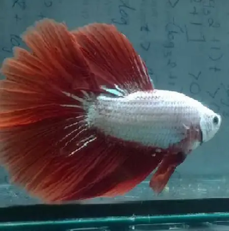 Cá Betta Rồng Đỏ Hafmoon - Hệ Thống Siêu Thị Cá Cảnh ...