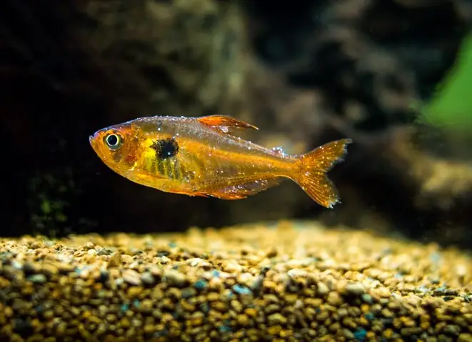 White Spot Fish Disease White Spot Fish Disease