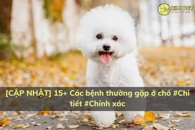 Các Bệnh Thường Gặp Ở Chó Con Mới Sinh: Dấu Hiệu, Phòng Ngừa Và Cách Xử Lý Các Bệnh Thường Gặp Ở Chó Con Mới Sinh: Dấu Hiệu, Phòng Ngừa Và Cách Xử Lý