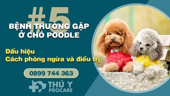 Chó Poodle Là Một Giống Chó Phổ Biến, Thông Minh Và Dễ Thương, Nhưng Chúng Cũng Dễ Mắc Phải Một Số Bệnh. Hiểu Rõnhững Bệnh Thường Gặp Ở Chó Poodlelà Cách Tốt Nhất Để Chăm Sóc Và Bảo Vệ Sức Khỏe Của Chúng. Dưới Đây Là5 Bệnh Phổ Biếnnhất Mà Chó Poodle Thường Gặp, Bao Gồm Viêm Da, Bệnh Hô Hấp, Loạn Sản Xương Hông, Các Vấn Đề Về Đường Ruột Và Bệnh Viêm Tai Chó Poodle Là Một Giống Chó Phổ Biến, Thông Minh Và Dễ Thương, Nhưng Chúng Cũng Dễ Mắc Phải Một Số Bệnh. Hiểu Rõnhững Bệnh Thường Gặp Ở Chó Poodlelà Cách Tốt Nhất Để Chăm Sóc Và Bảo Vệ Sức Khỏe Của Chúng. Dưới Đây Là5 Bệnh Phổ Biếnnhất Mà Chó Poodle Thường Gặp, Bao Gồm Viêm Da, Bệnh Hô Hấp, Loạn Sản Xương Hông, Các Vấn Đề Về Đường Ruột Và Bệnh Viêm Tai