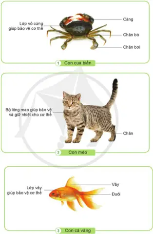 Các Bộ Phận Bên Ngoài Của Cá: Cấu Tạo, Chức Năng Và Vai Trò Trong Cuộc Sống