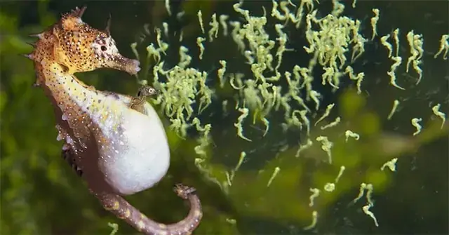 Cấu Tạo Của Con Cá: Tìm Hiểu Về Các Bộ Phận Bên Trong Và Bên ...