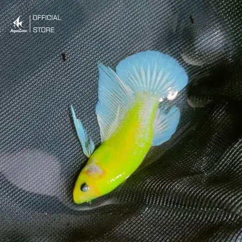 Các Dòng Cá Betta Hoang Dã: Khám Phá Vẻ Đẹp Nguyên Thủy Và Bí Ẩn