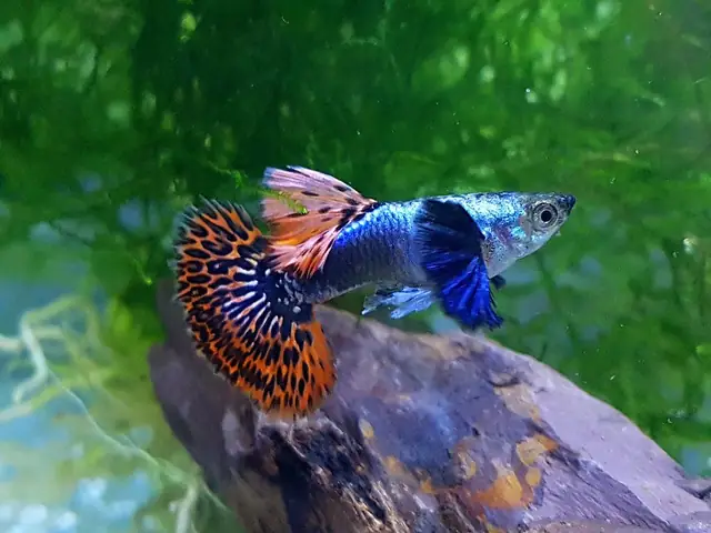 Các Dòng Cá Guppy