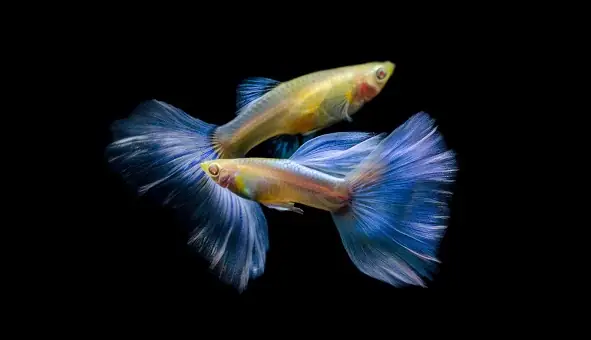 Cá Bảy Màu Hb Blue