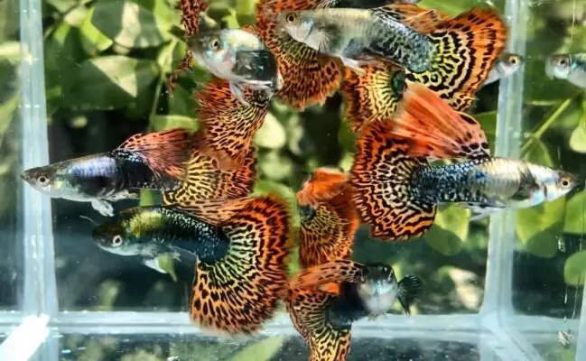 Cá Bảy Màu Rồng Đỏ