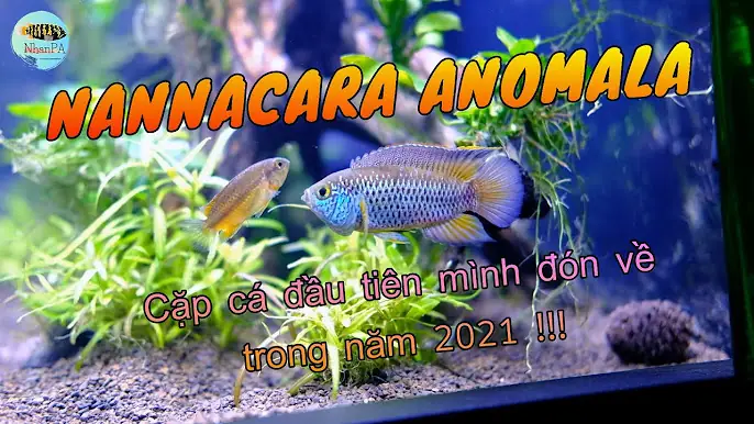 Các Dòng Cá Phượng Hoàng: Khám Phá Vẻ Đẹp Rực Rỡ Và Bí Ẩn Của Thần Thoại Dưới Nước