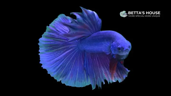 Khám Phá Thế Giới Cá Betta - Đuôi Dài Hay Đuôi Ngắn Là Sự Lựa ...