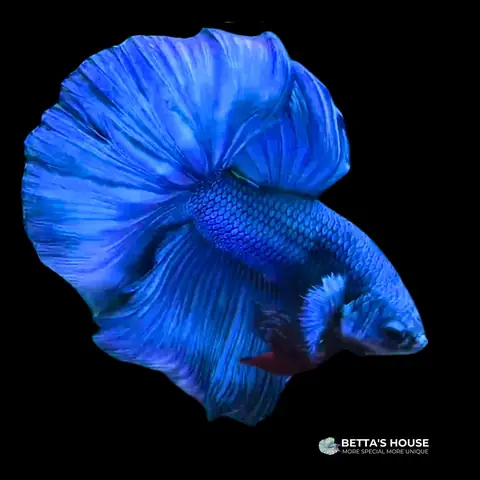 Khám Phá Các Loại Cá Betta: Đặc Điểm Và Phân Loại – Betta's ...