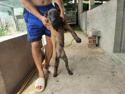 Chó Becgie Bỉ (malinois Thuần Chủng) Chó Becgie Bỉ (malinois Thuần Chủng)