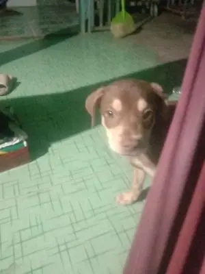 Chó Becgie Lai Chó Becgie Lai