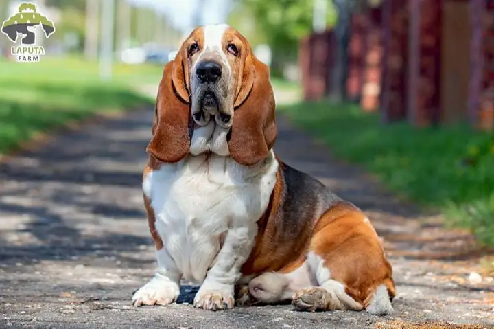 Giống Chó Basset Hound