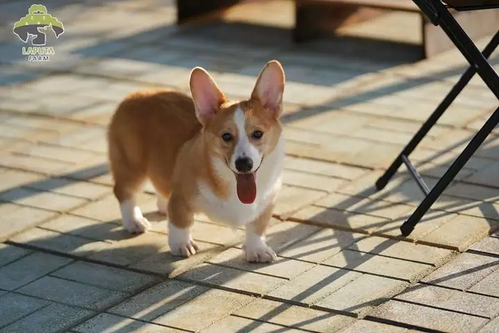 Giống Chó Chân Ngắn: Chó Corgi