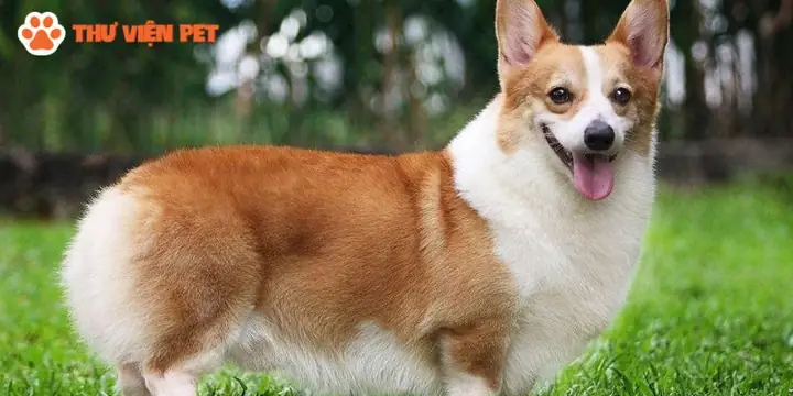 Chó Corgi