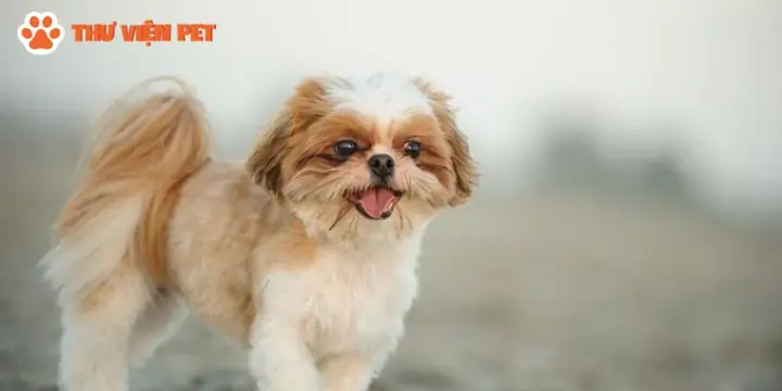 Chó Shih Tzu