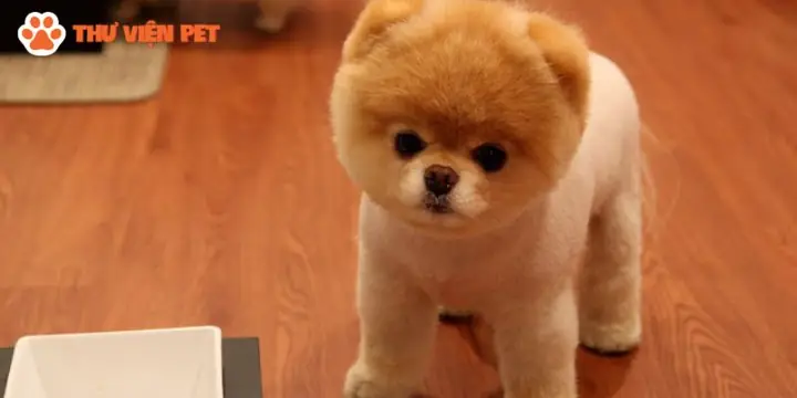 Chó Bông (chó Pomeranian)