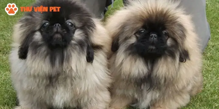 Chó Pekingese