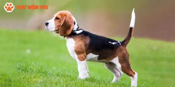 Chó Beagle