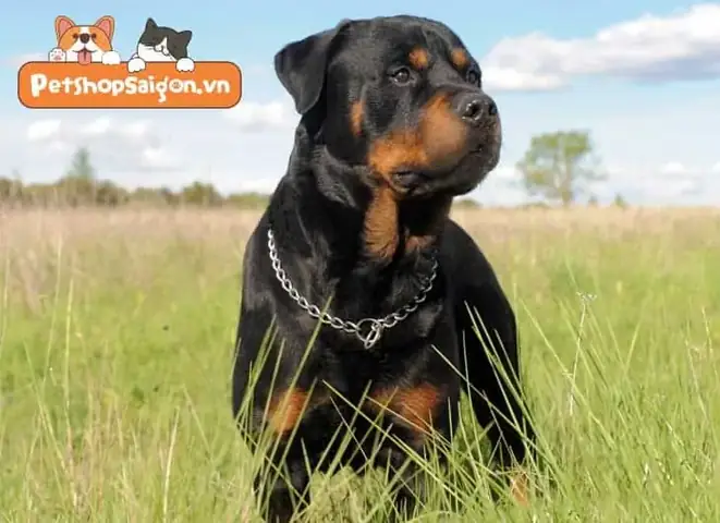 Chó Rottweiler(rốt)