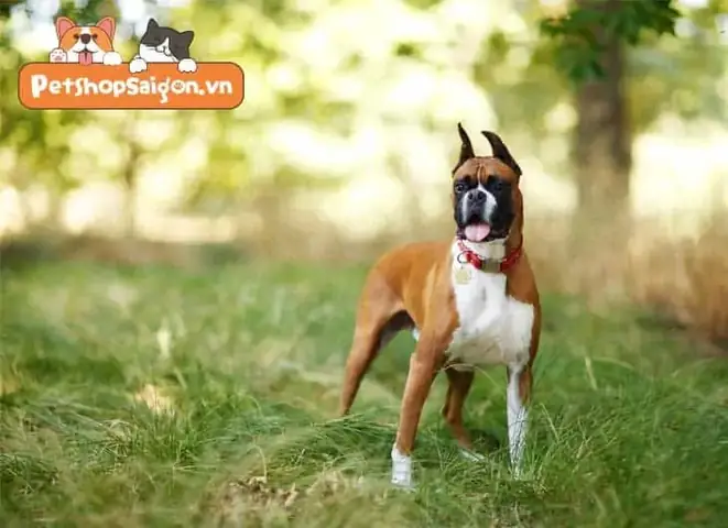 Chó Boxer (chó Võ Sĩ)