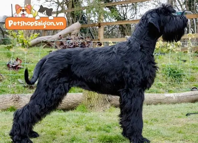 Chó Schnauzer Khổng Lồ