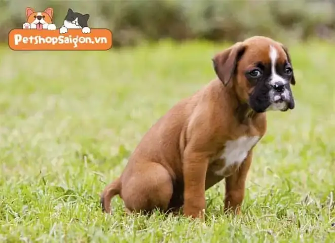 Chó Boxer (chó Võ Sĩ)