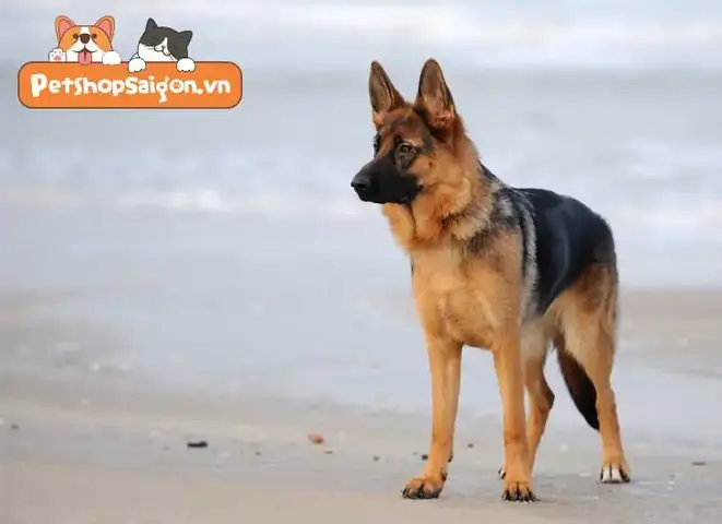 Chó Becgie(chó Chăn Cừu Đức)