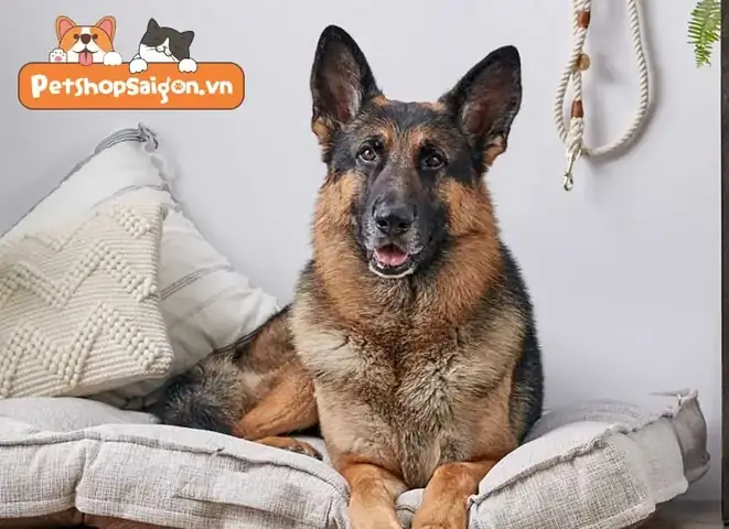 Chó Becgie(chó Chăn Cừu Đức)