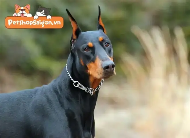 Chó Doberman