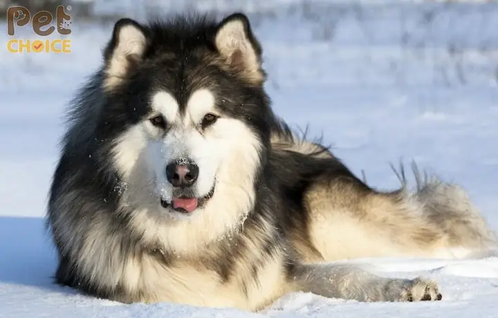 Các Yếu Tố Ảnh Hưởng Đến Kích Thước Và Cân Nặng Của Chó Alaska Khổng Lồ